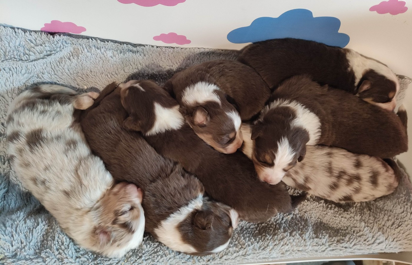 Naissance jolie portée de Phanta