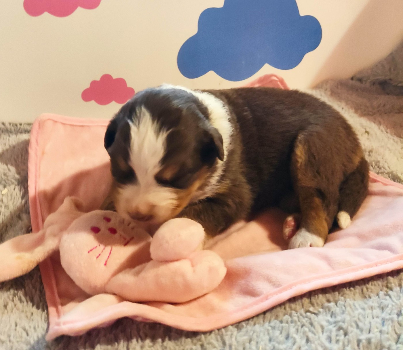 Des Roseaux De La Dombes - Chiots disponibles - Berger Australien