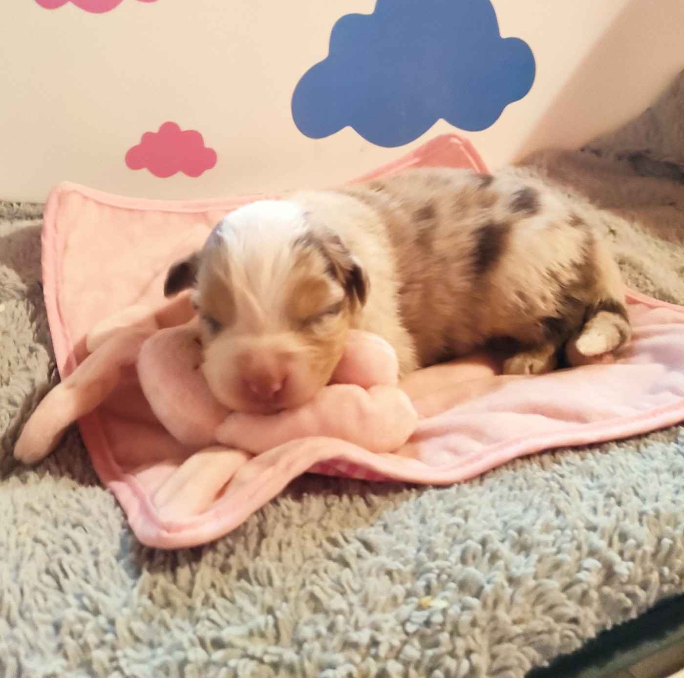 Des Roseaux De La Dombes - Chiots disponibles - Berger Australien