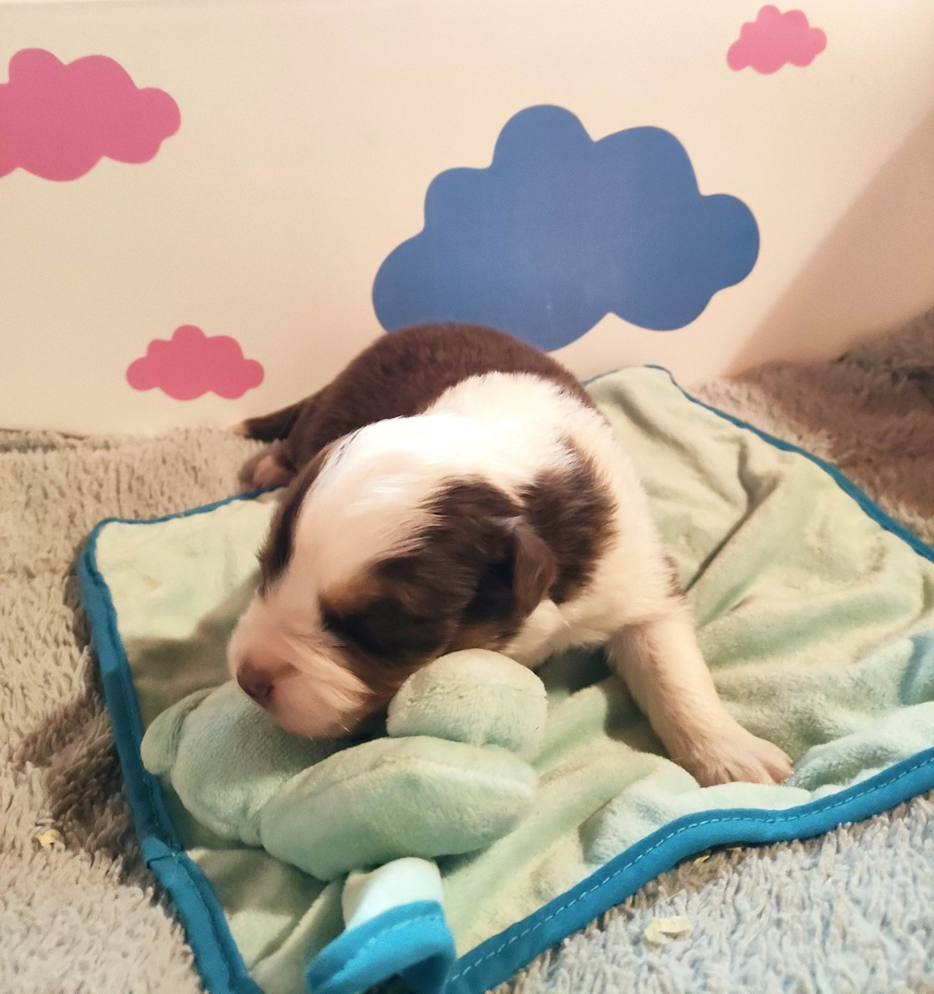 Des Roseaux De La Dombes - Chiots disponibles - Berger Australien