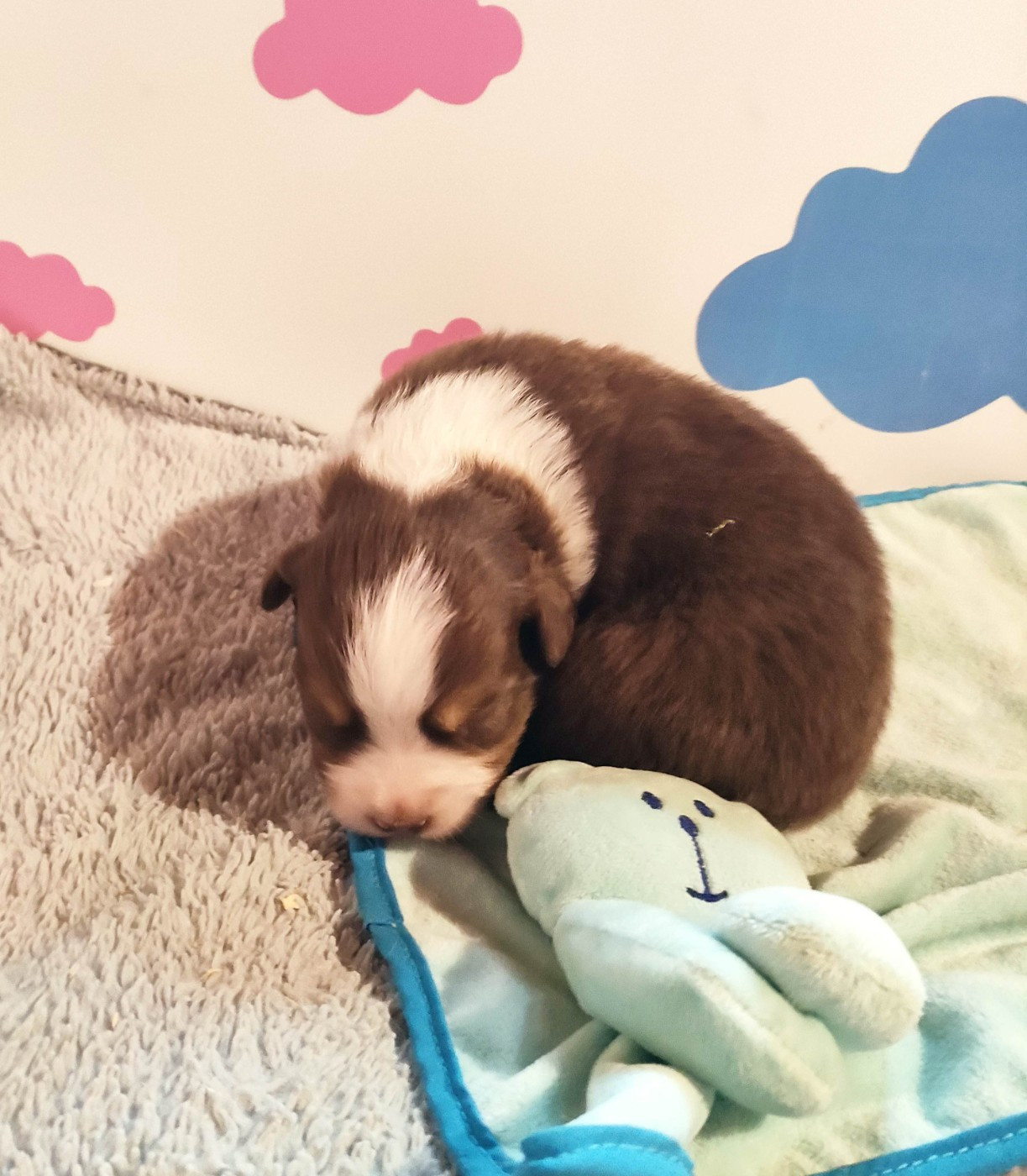 Des Roseaux De La Dombes - Chiots disponibles - Berger Australien