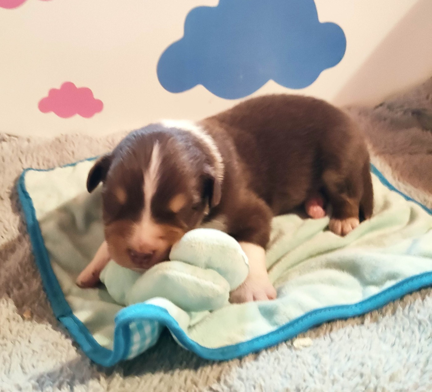 Des Roseaux De La Dombes - Chiots disponibles - Berger Australien