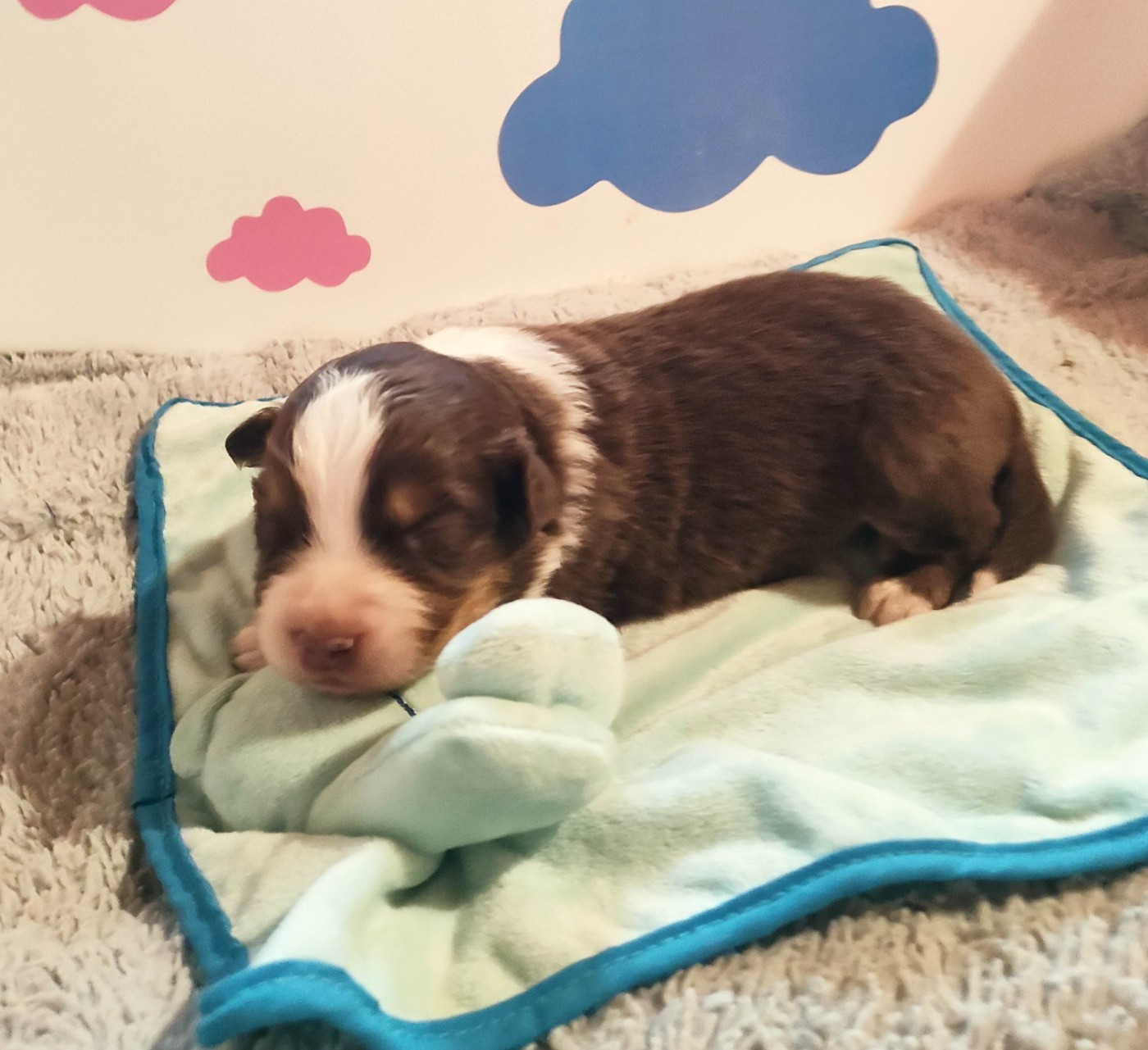 Des Roseaux De La Dombes - Chiots disponibles - Berger Australien