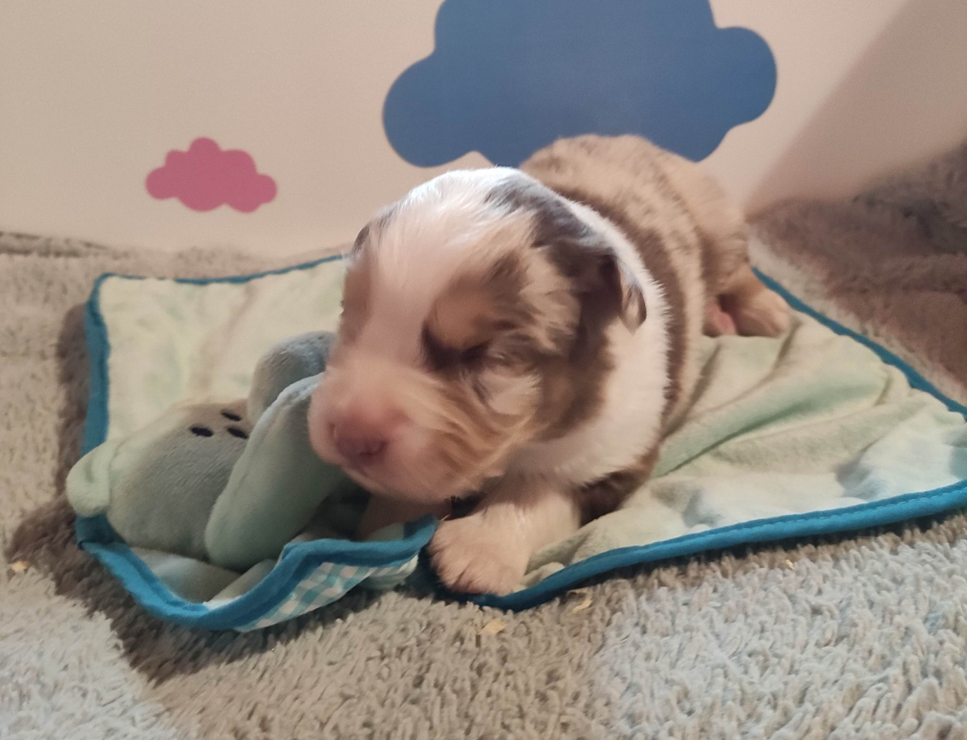 Des Roseaux De La Dombes - Chiots disponibles - Berger Australien