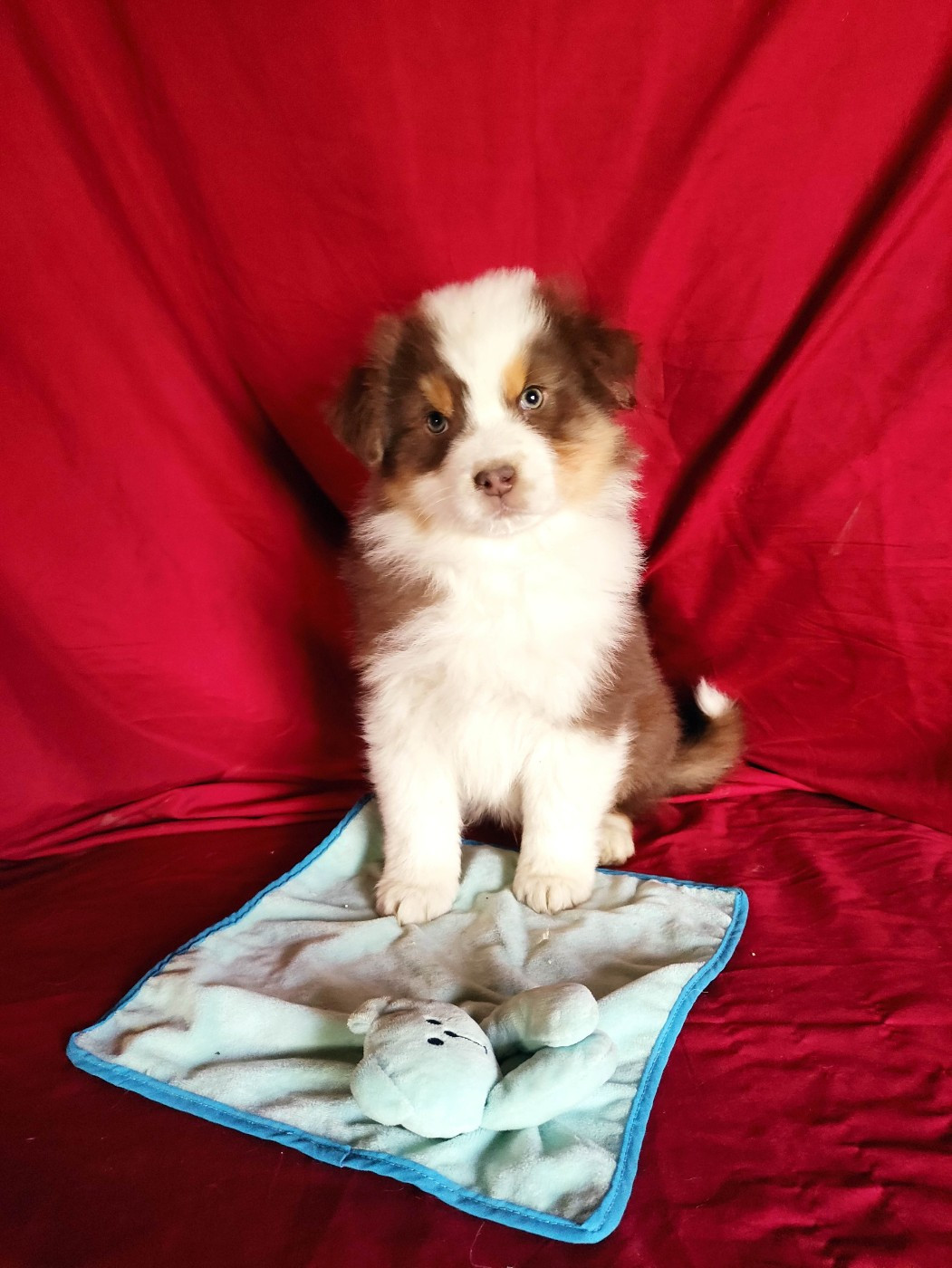 Des Roseaux De La Dombes - Chiots disponibles - Berger Australien