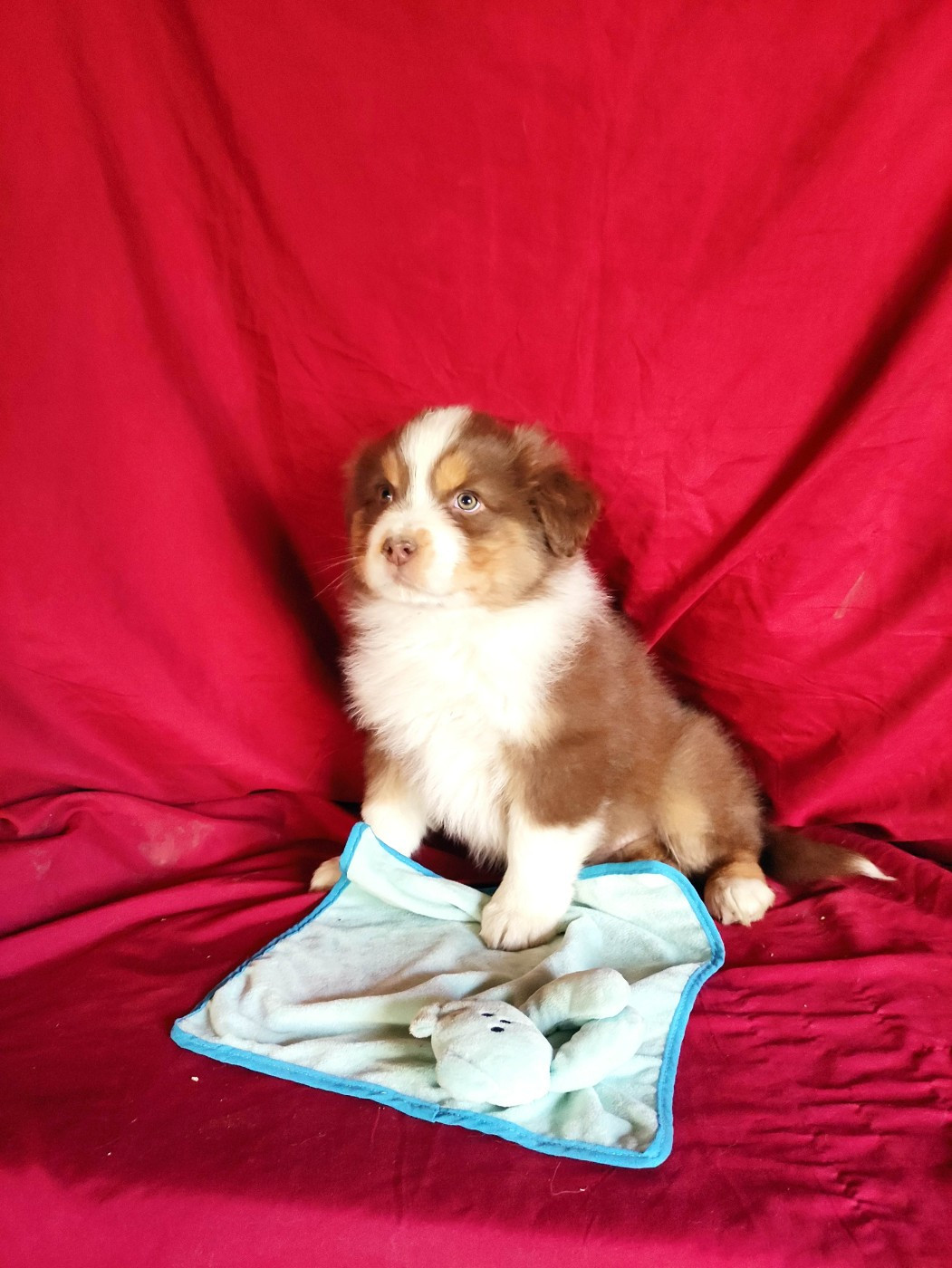 Des Roseaux De La Dombes - Chiots disponibles - Berger Australien